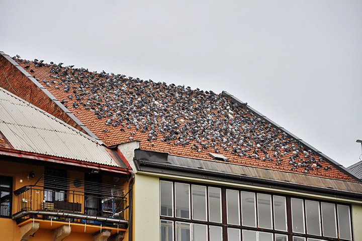 A2B Pest Control are able to install spikes to deter birds from roofs in Purfleet. 