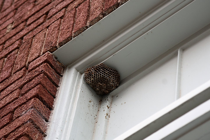 We provide a wasp nest removal service for domestic and commercial properties in Purfleet.